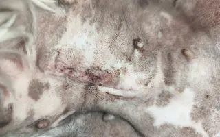 Ayuda urgente para mi perrita Donna