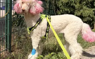 Donette lucha contra el cáncer y no quiere rendirse 🐩 💔