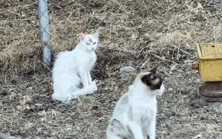 Control Felino Batres: Más Salud, Menos Abandono