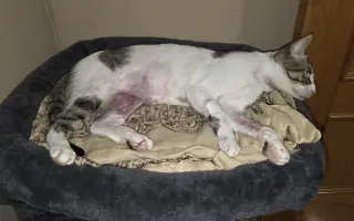 Ayudemos a que mi gatito Safi vuelva a caminar