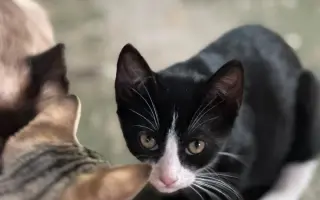 Control Felino Batres: Más Salud, Menos Abandono