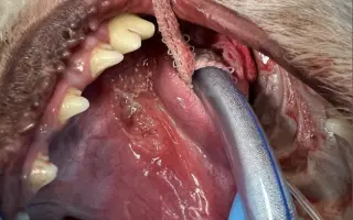 Donette lucha contra el cáncer y no quiere rendirse 🐩 💔