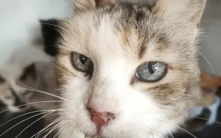 ❤️ Ayúdanos a seguir cuidando a los animales de Santuritos