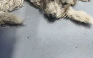 Ayuda urgente para mi perrita Donna