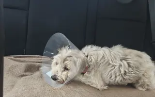 Ayuda urgente para mi perrita Donna