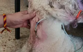 Donette lucha contra el cáncer y no quiere rendirse 🐩 💔