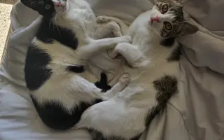 Ayudemos a que mi gatito Safi vuelva a caminar