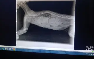 Ayuda para Intervenir de Hernia Diafragmática Grave a DORO 🐱💔