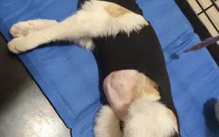 Has ayudado a operar a Doro de una hernia diafragmática grave