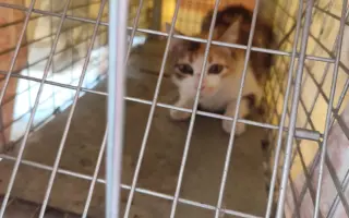 Control Felino Batres: Más Salud, Menos Abandono