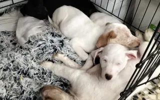 La Casa de las Reinas: Un nuevo refugio para los cachorros más vulnerables