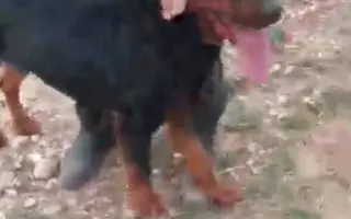 Justa murió de hambre. Salvemos a los que quedan