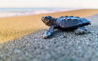 DELT Project: Una nueva esperanza para las tortugas marinas