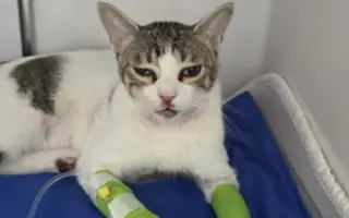 Ayudemos a que mi gatito Safi vuelva a caminar