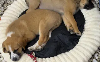 La Casa de las Reinas: Un nuevo refugio para los cachorros más vulnerables