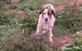 Justa murió de hambre. Salvemos a los que quedan