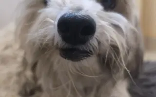 Ayuda urgente para mi perrita Donna