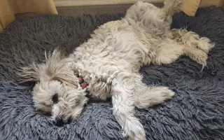 Ayuda urgente para mi perrita Donna