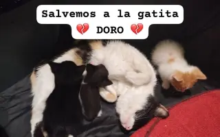 Ayuda para Intervenir de Hernia Diafragmática Grave a DORO 🐱💔