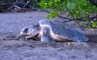 DELT Project: Una nueva esperanza para las tortugas marinas