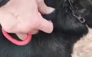 Justa murió de hambre. Salvemos a los que quedan