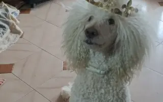 Donette lucha contra el cáncer y no quiere rendirse 🐩 💔