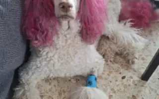 Donette lucha contra el cáncer y no quiere rendirse 🐩 💔