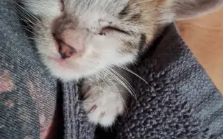 Ayúdanos a que este gatito nunca vuelva a estar solo