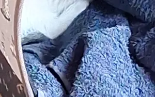 Ayúdanos a que este gatito nunca vuelva a estar solo