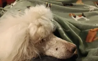 Donette lucha contra el cáncer y no quiere rendirse 🐩 💔