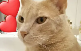 Ayuda para Nilo🐱💔