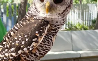 Ayúdanos a adaptar el centro Magic Eagle para personas con discapacidad