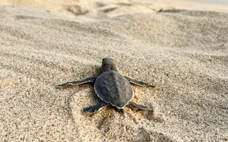 DELT Project: Una nueva esperanza para las tortugas marinas