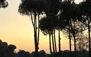 Ayuda a la Finca de Fausto tras los incendios