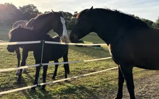 Ayúdanos: Vallados seguros, animales del santuario a salvo