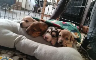 La Casa de las Reinas: Un nuevo refugio para los cachorros más vulnerables