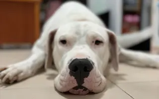 🐾 AYUDA A MAYA🐾❤️‍🩹