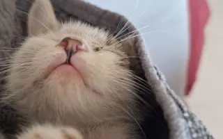 Ayúdanos a que este gatito nunca vuelva a estar solo