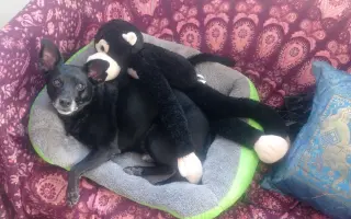 Un empujón para mi perro 🐶 ❤️