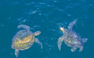DELT Project: Una nueva esperanza para las tortugas marinas