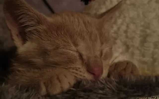 Ayuda para Nilo🐱💔
