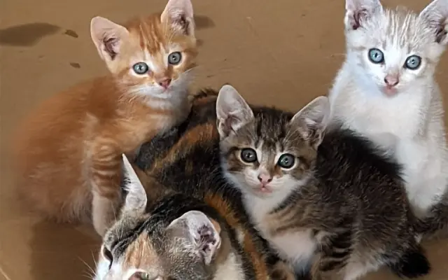 Gatito de tres meses atropellado