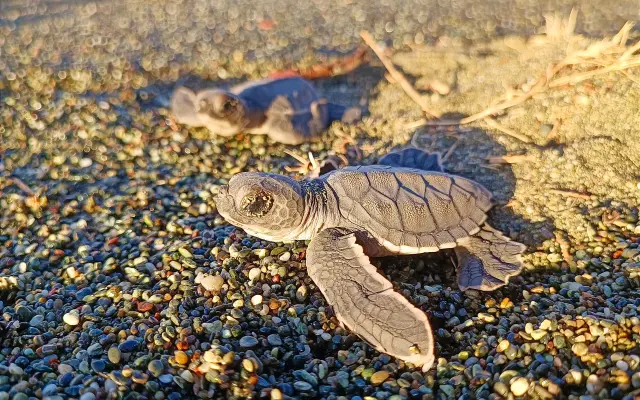 DELT Project: Una nueva esperanza para las tortugas marinas