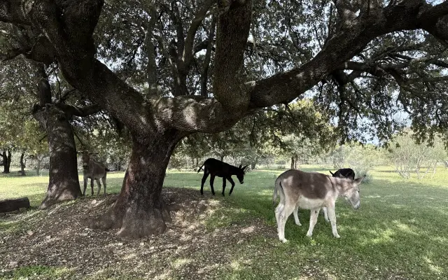 Ayúdanos: Vallados seguros, animales del santuario a salvo
