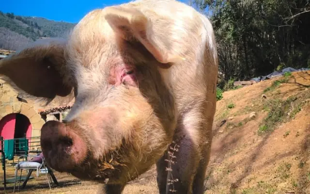 Ayudemos a cubrir los gastos veterinarios del Santuario Almas Veganas