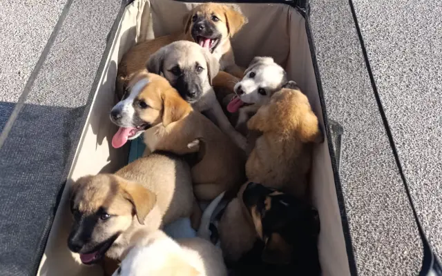 La Casa de las Reinas: Un nuevo refugio para los cachorros más vulnerables